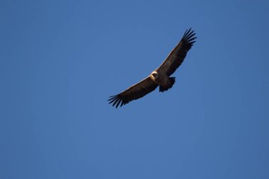 Aguila volando con cielo azul