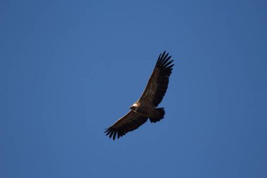 Aguila volando con cielo azul
