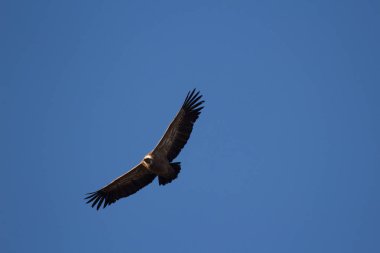 Aguila volando con cielo azul