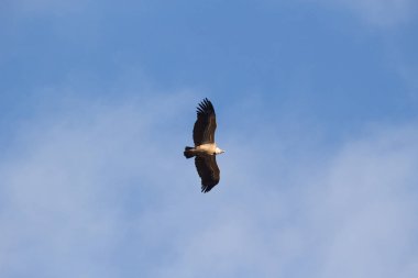 Aguila volando con cielo azul