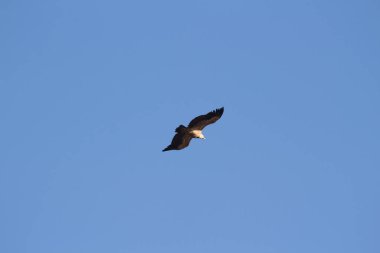 Aguila volando con cielo azul