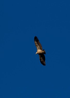 Aguila volando con cielo azul