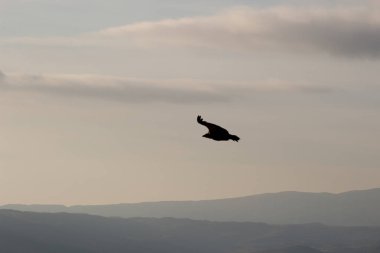 Aguila volando con cielo azul