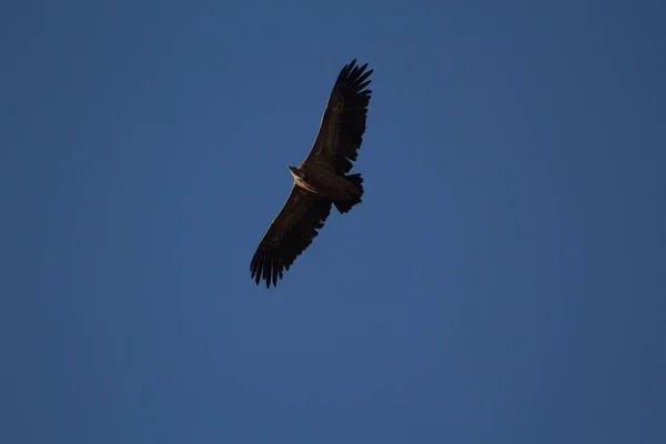 Aguila Volando Con Cielo Azul — 图库照片