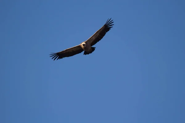 Aguila Volando Con Cielo Azul — Foto de Stock