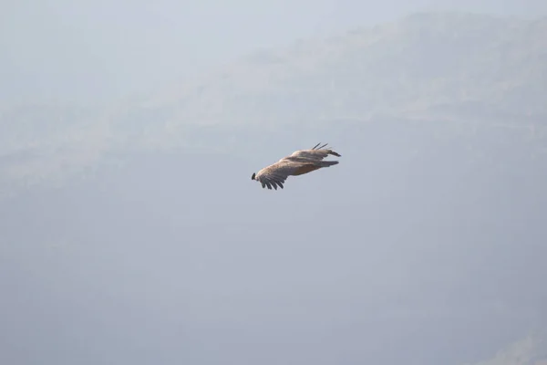 Aguila Volando Con Cielo Azul — Photo