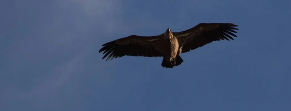 Aguila Volando Con Cielo Azul — Foto de Stock