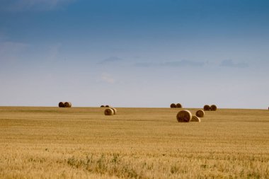 Campo de Giralsoles con cielo