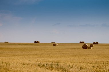 Campo de Giralsoles con cielo