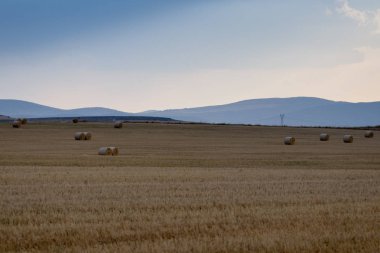 Campo de Giralsoles con cielo