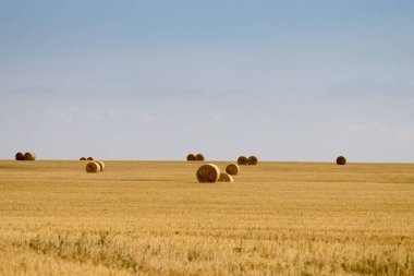 Campo de Giralsoles con cielo