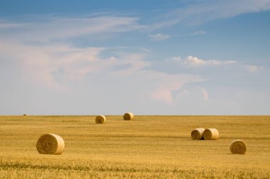 Campo de Giralsoles con cielo