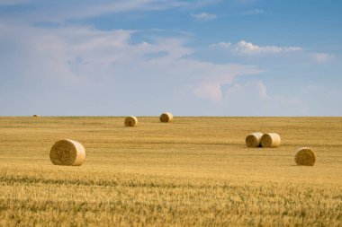 Campo de Giralsoles con cielo
