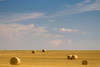 Campo de Giralsoles con cielo