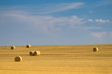 Campo de Giralsoles con cielo
