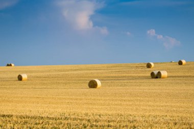 Campo de Giralsoles con cielo