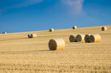 Campo de Giralsoles con cielo