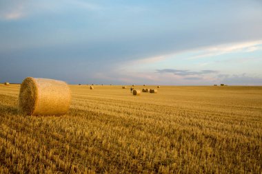 Campo de Giralsoles con cielo