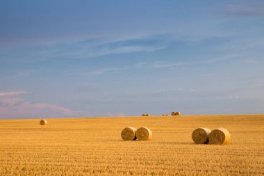 Campo de Giralsoles con cielo