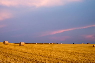 Campo de Giralsoles con cielo