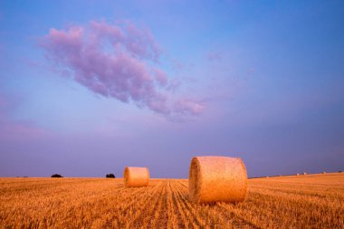 Campo de Giralsoles con cielo