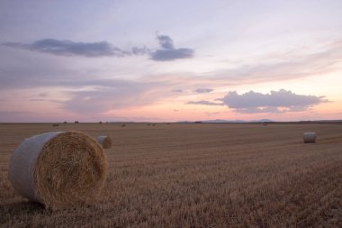 Campo de Giralsoles con cielo