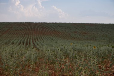 Campo de Giralsoles con cielo