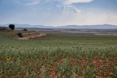 Campo de Giralsoles con cielo