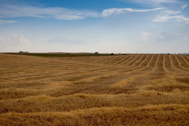 Campo de Giralsoles con cielo