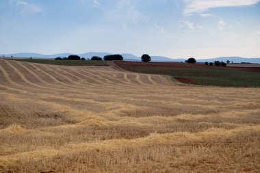 Campo de Giralsoles con cielo