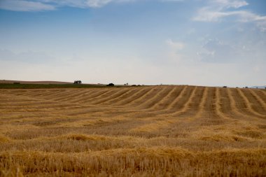 Campo de Giralsoles con cielo