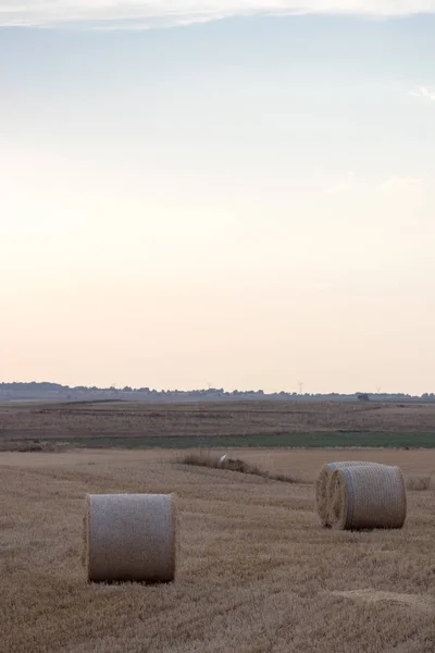 Campo Giralsoles Con Cielo — Zdjęcie stockowe