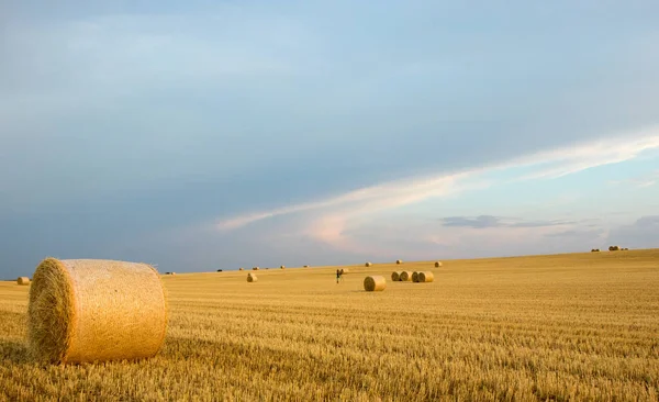 Campo de Giralsoles con cielo