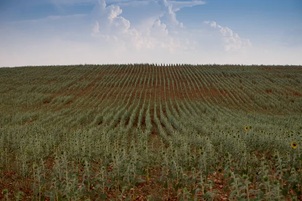 Campo Giralsoles Con Cielo — Foto Stock