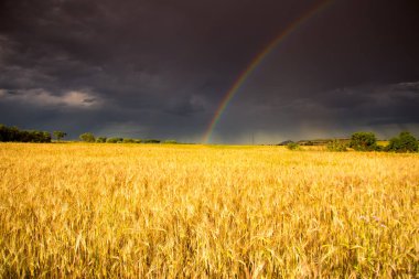 Paisaje doğal con arco iris