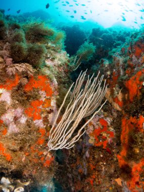 Gorgonia en el mediterrneo con fondo azul