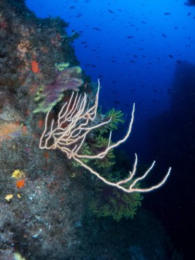 Gorgonia en el mediterrneo con fondo azul