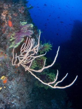 Gorgonia en el mediterrneo con fondo azul