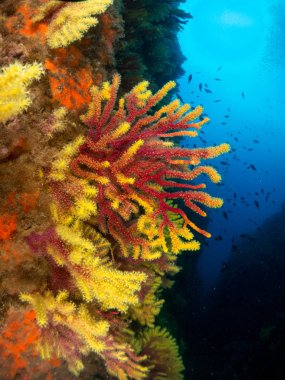 Gorgonia en el mediterrneo con fondo azul