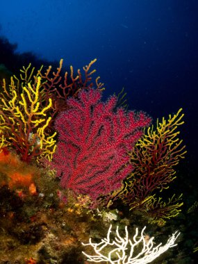Gorgonia en el mediterrneo con fondo azul