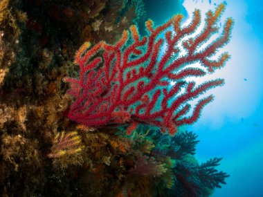 Gorgonia en el mediterrneo con fondo azul