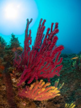 Gorgonia en el mediterrneo con fondo azul