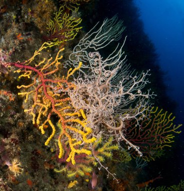 Gorgonia en el mediterrneo con fondo azul