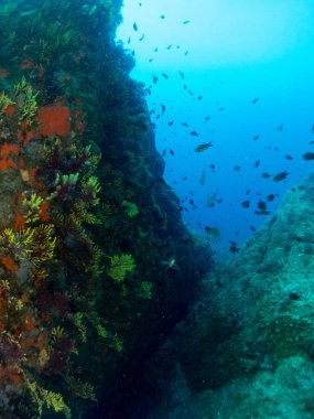 Gorgonia en el mediterrneo con fondo azul