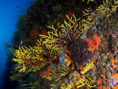 Gorgonia en el mediterrneo con fondo azul