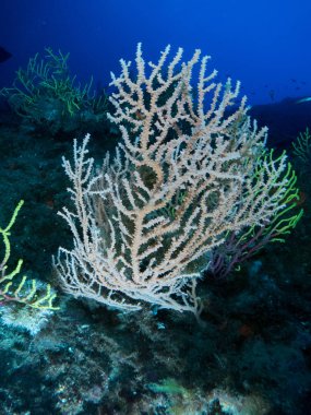 Gorgonia en el mediterrneo con fondo azul