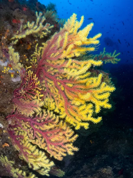 Gorgonia Mediterrneo Con Fondo Azul — Stockfoto