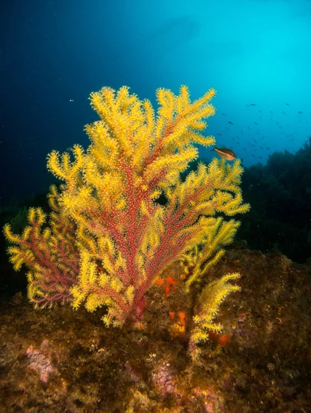 Gorgonia Mediterrneo Con Fondo Azul — Zdjęcie stockowe