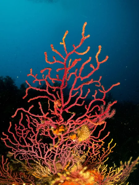 Gorgonia en el mediterrneo con fondo azul