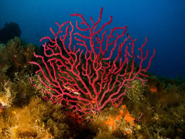 Gorgonia Mediterrneo Con Fondo Azul — Stockfoto